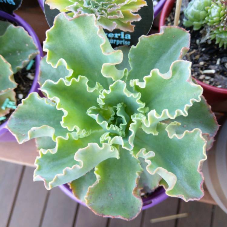 plant image 880010 plant image 880010