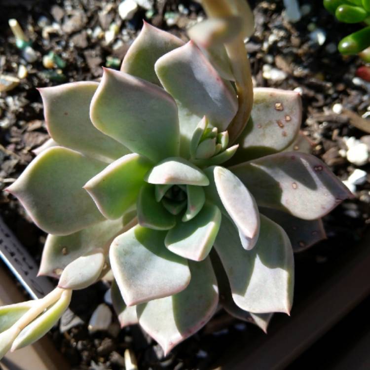 plant image 883411