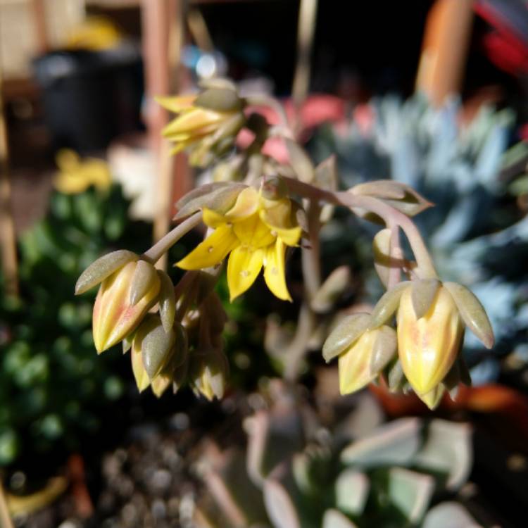plant image 883414