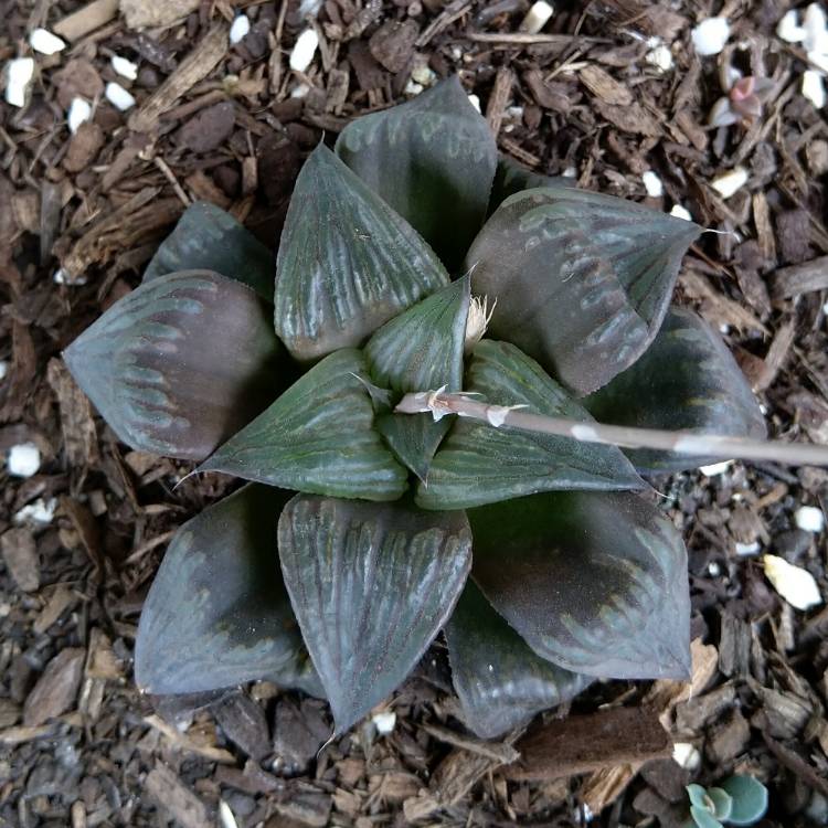 plant image 892136