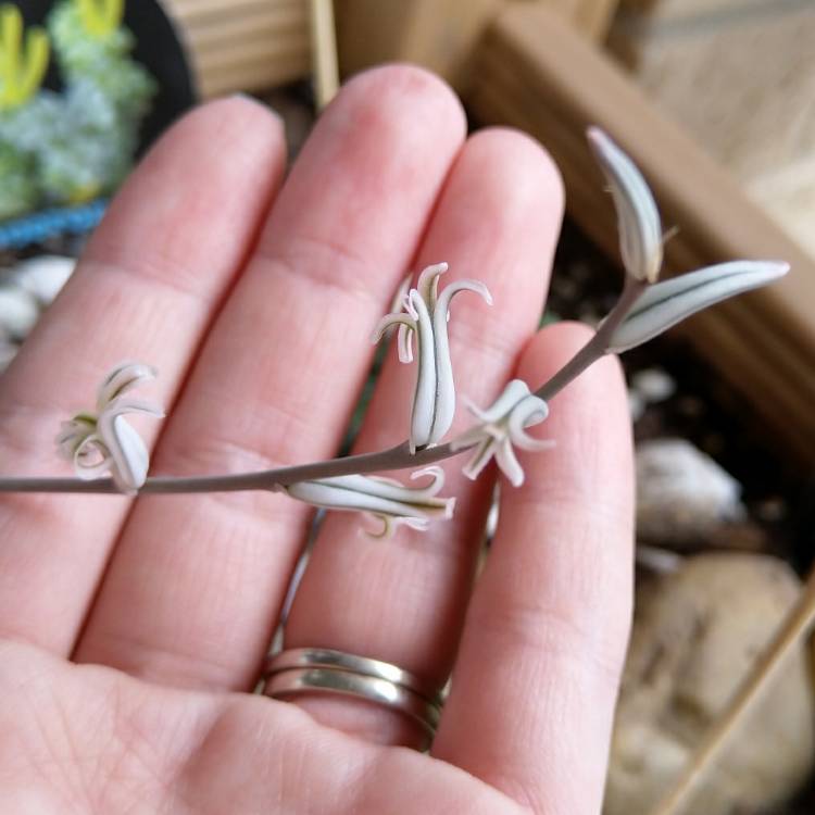 Plant image Haworthia Leyingshou