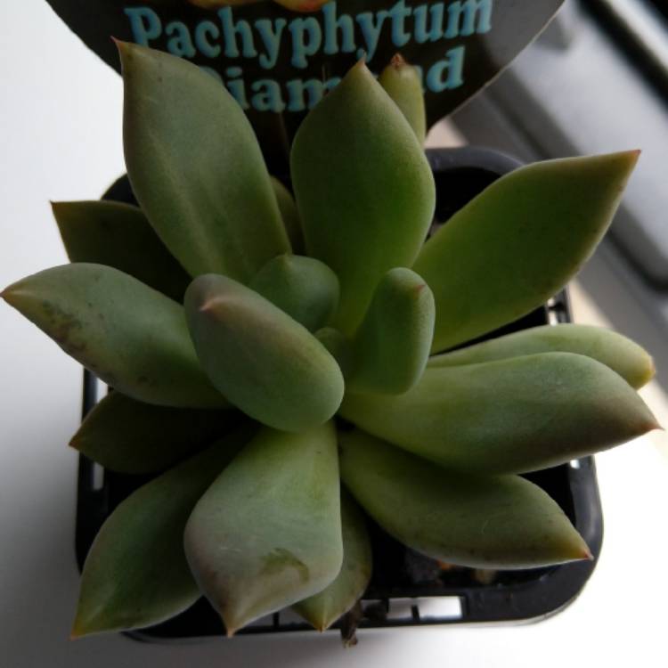 Plant image x Pachyveria glauca 'Little Jewel'