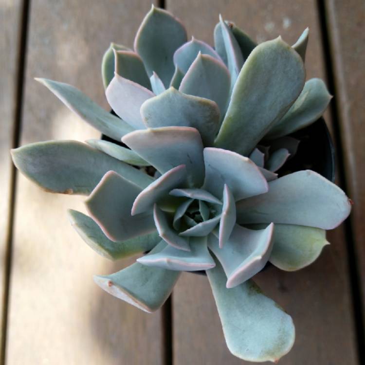 plant image 910039