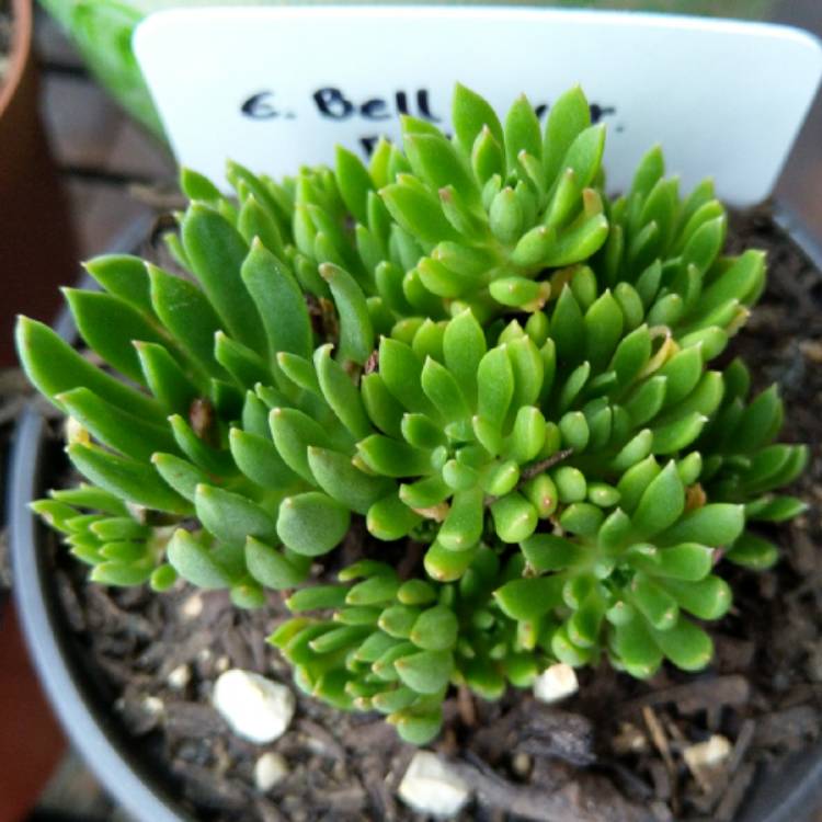 Plant image Echeveria Bella fa. Bella