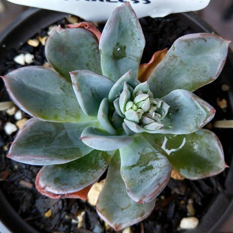 Plant image Echeveria Blue Prince