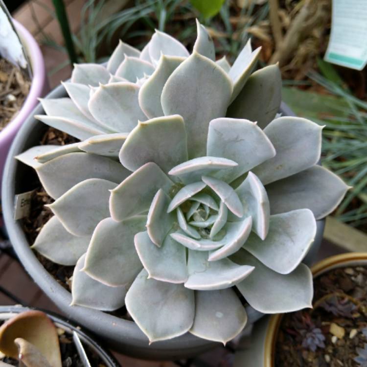 plant image 958237
