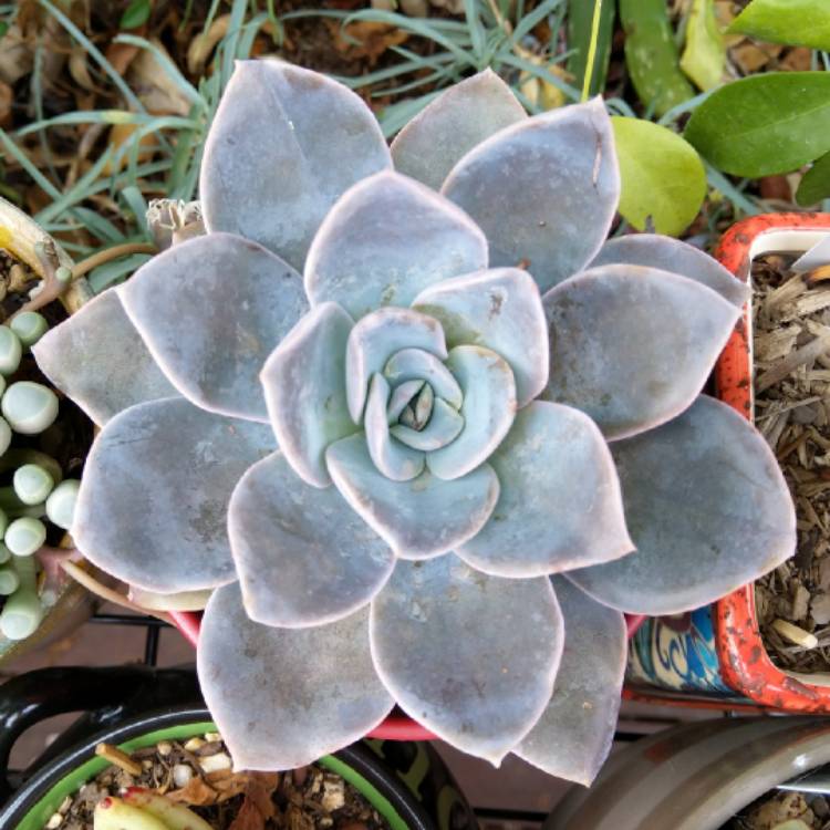 Plant image Echeveria Bambino