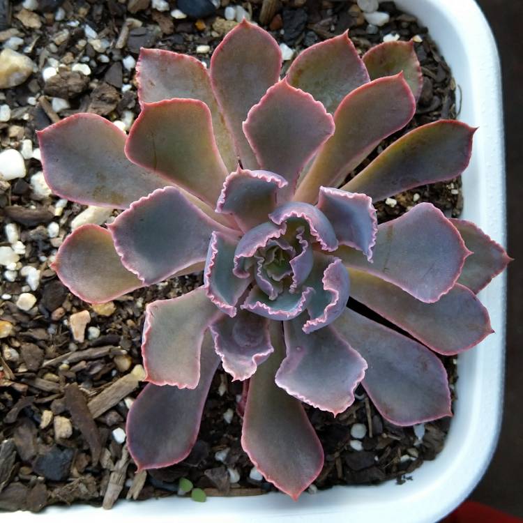 plant image 998619
