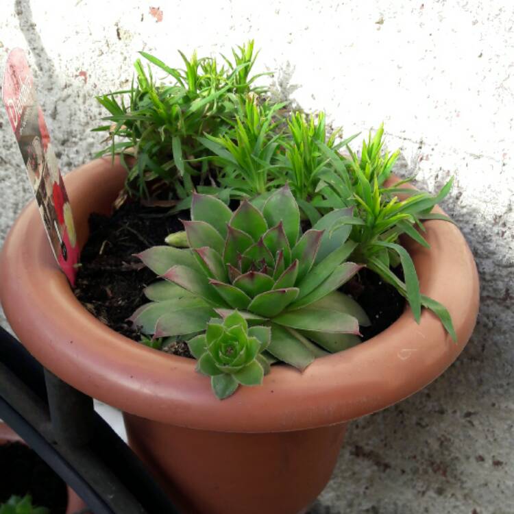 Plant image Dianthus plumarius 'Diane'
