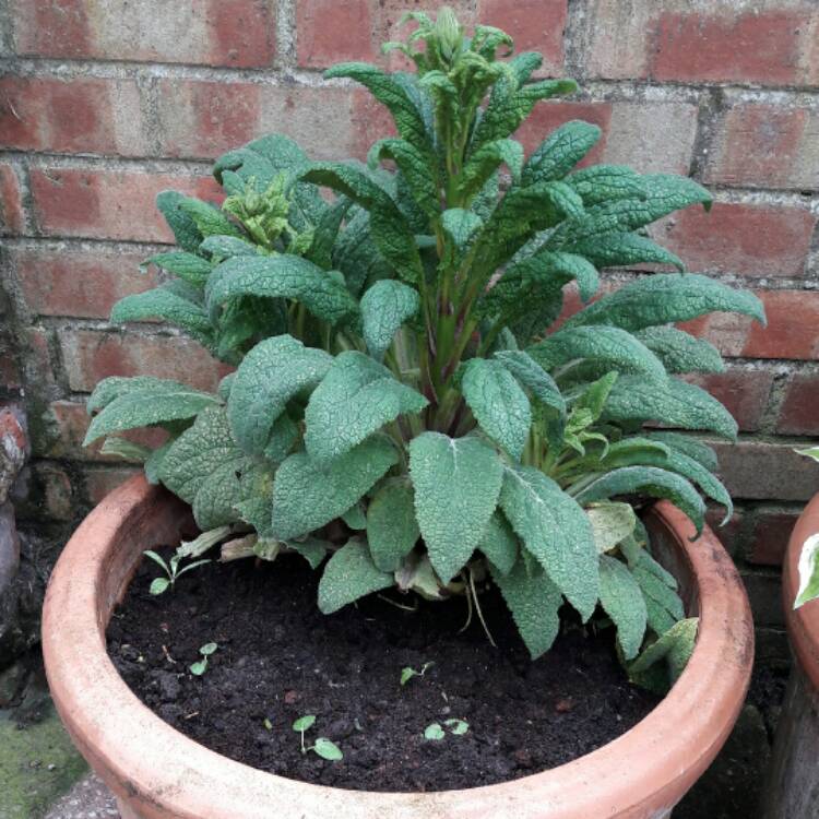 plant image 366972