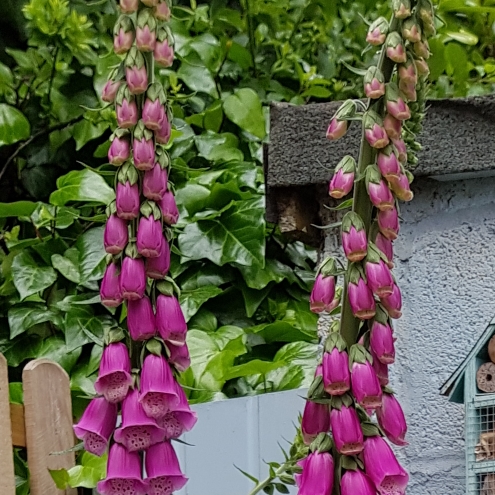 plant image 728265