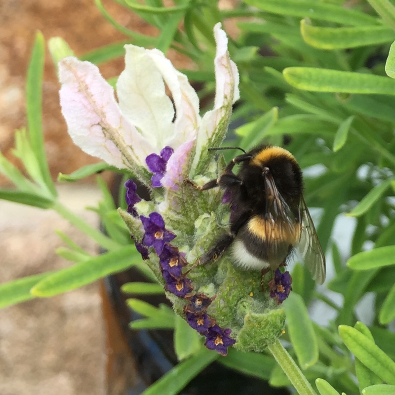 Stuart's garden