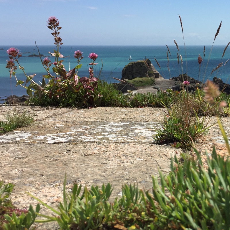 Stuart's garden