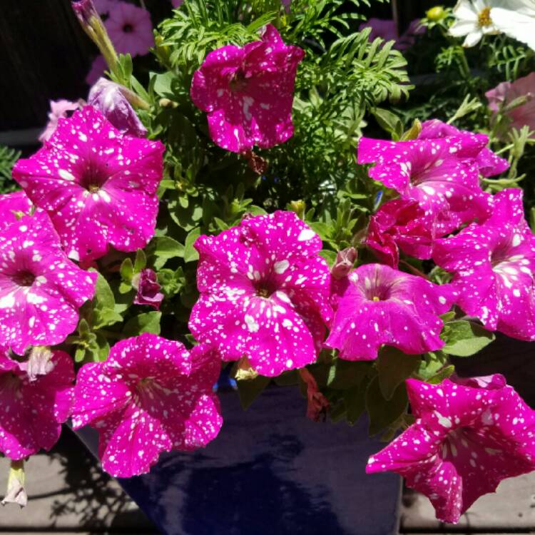 Plant image Petunia 'Kleph17342' syn. Petunia 'Pink Sky', Petunia 'BabyDoll', Petunia 'Headliner Pink Sky'
