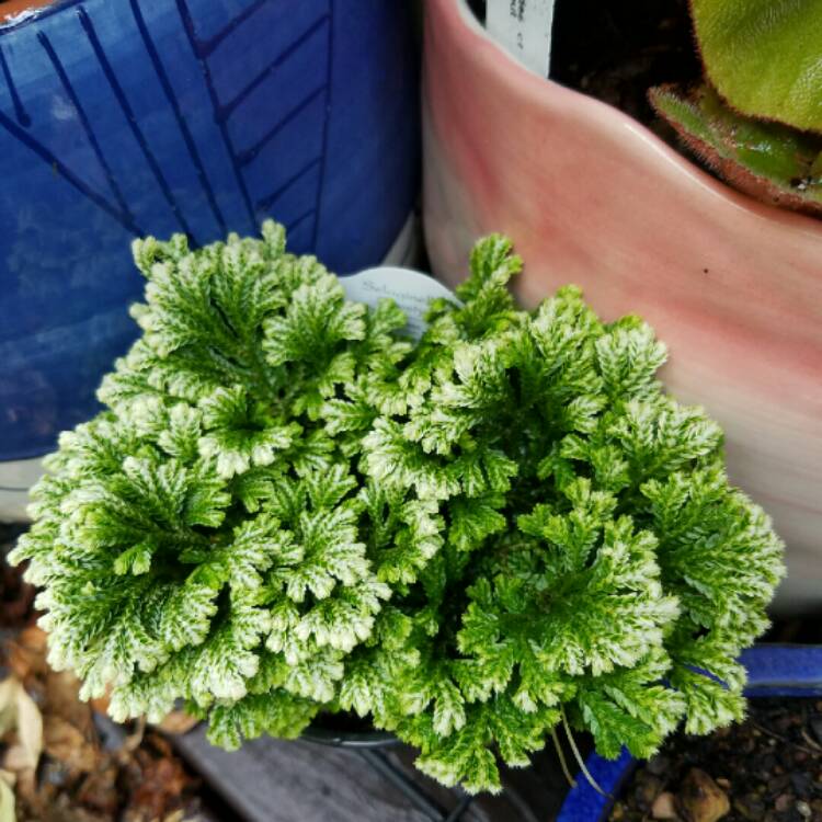 Plant image Selaginella kraussiana