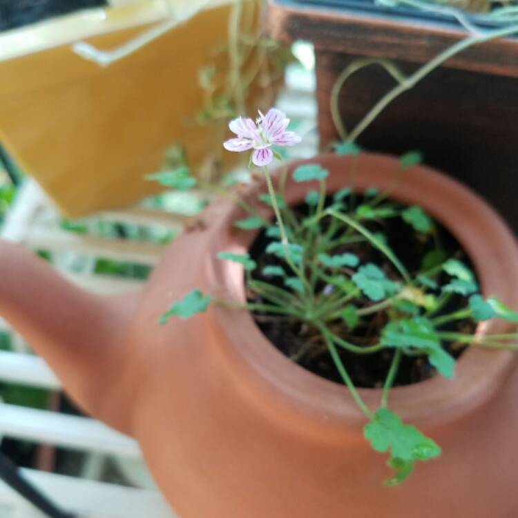 plant image 533779