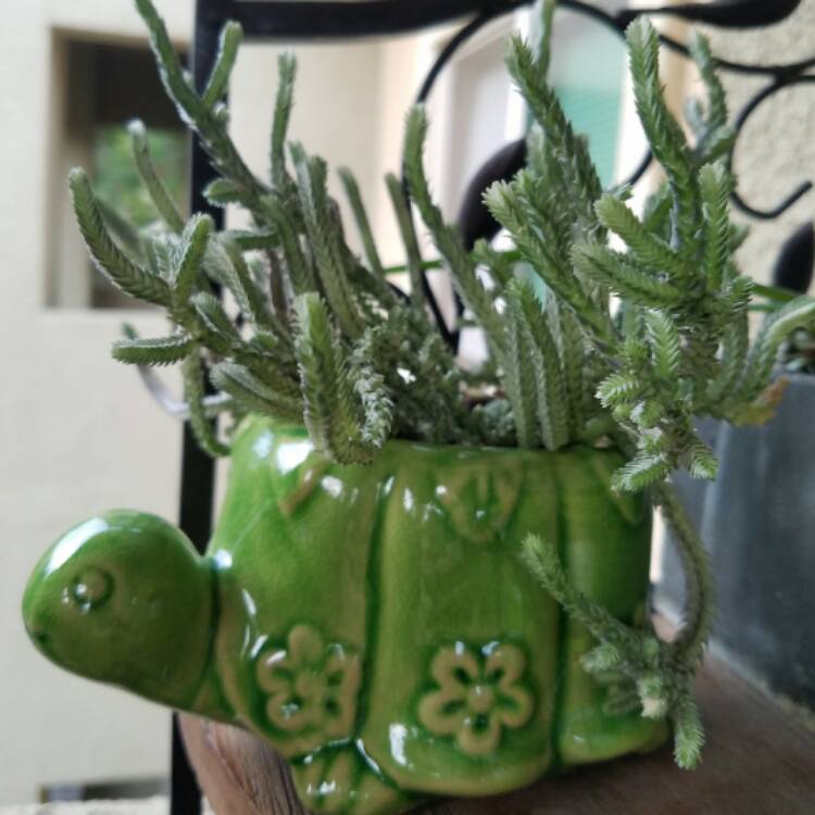 Plant image Crassula muscosa var. variegata