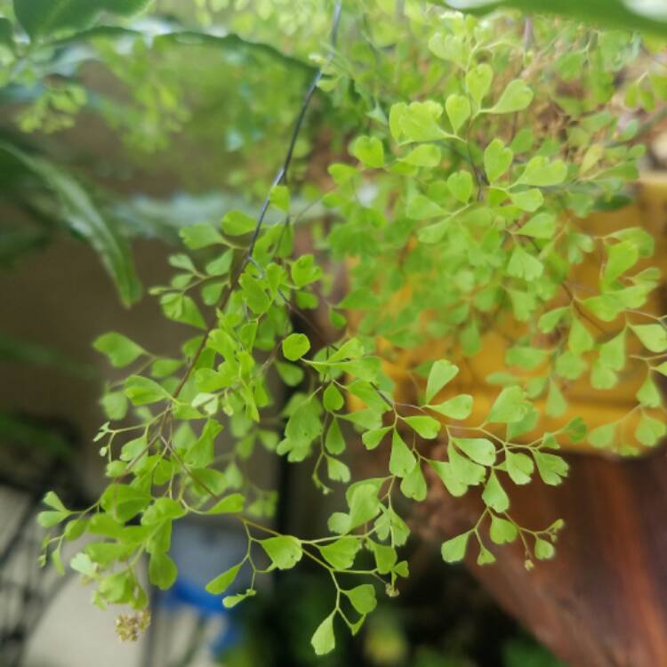 Plant image Adiantum Raddianum 'micropinnulum'