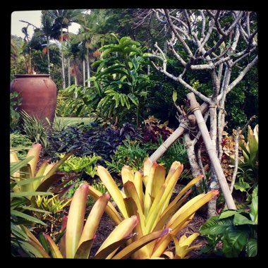 Jules's garden