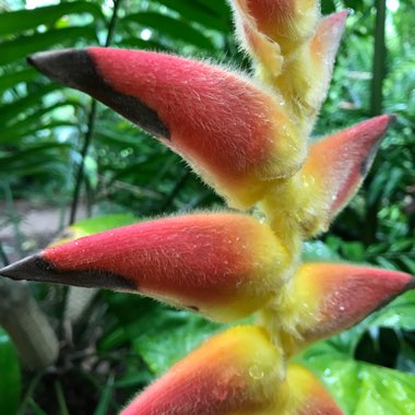 jjjules's plant