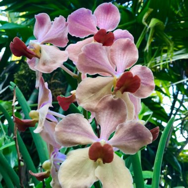 Vanda Orchid