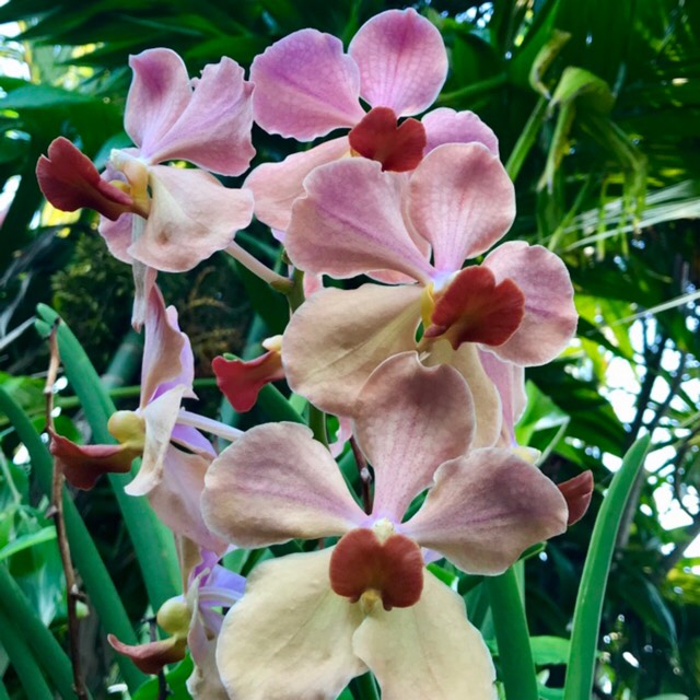 Plant image Vanda