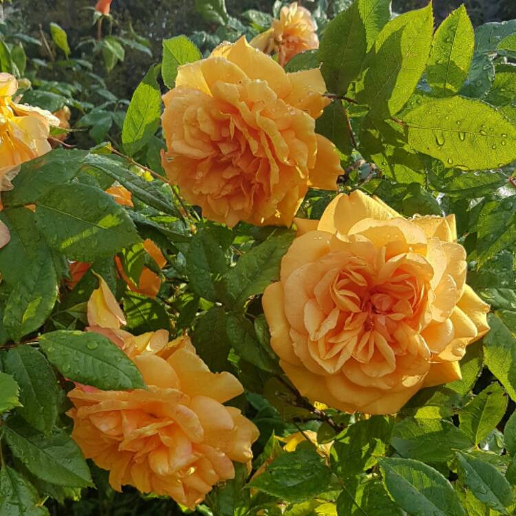 Plant image Rosa 'Infinity'