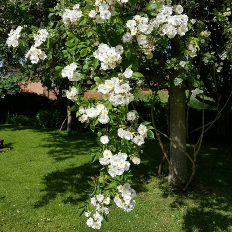 plant image 441587
