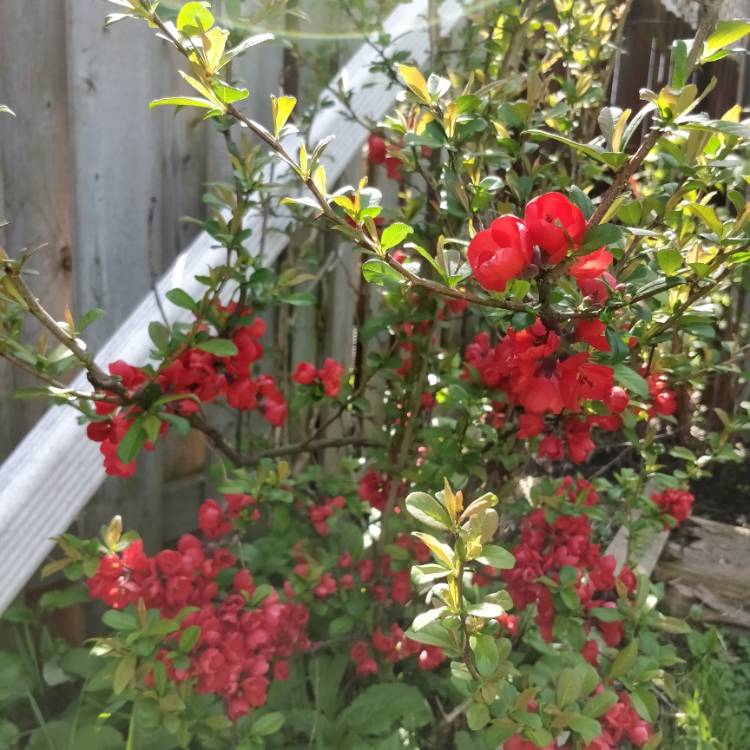 Plant image Chaenomeles japonica 'Cido'