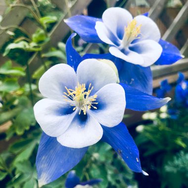 Zingara's garden