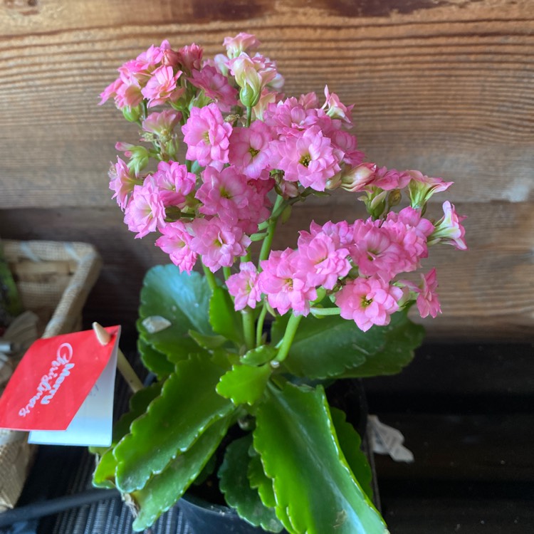 Plant image Kalanchoe blossfeldiana Pink Queen