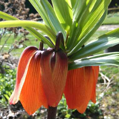 Fritillaria imperialis 'Blom's Orange Perfection'