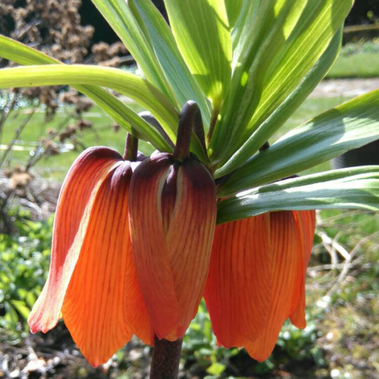 Plant image Fritillaria imperialis 'Blom's Orange Perfection'