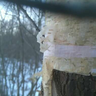 Betula pendula 'Silver Grace'