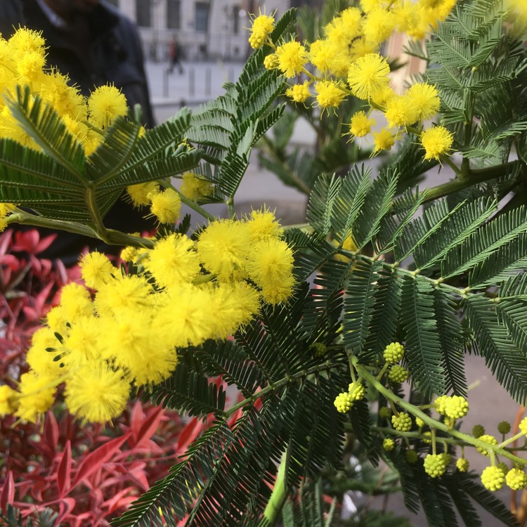 Plant image Acacia dealbata 'Gaulois Astier'