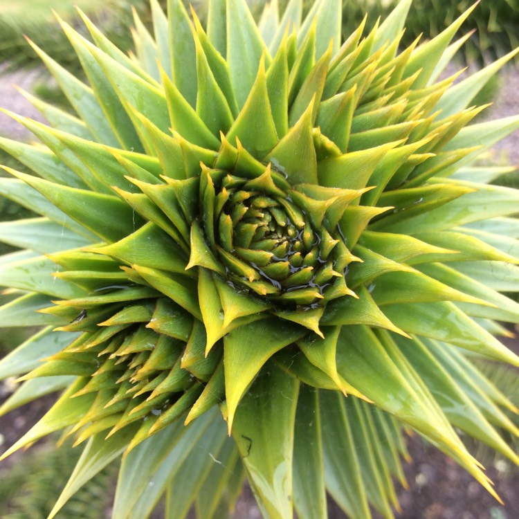 plant image 398437