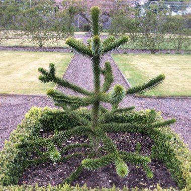 Araucaria araucana