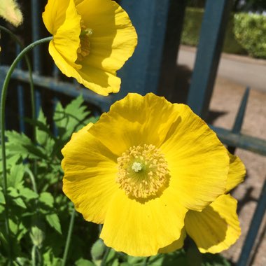 Meconopsis cambrica