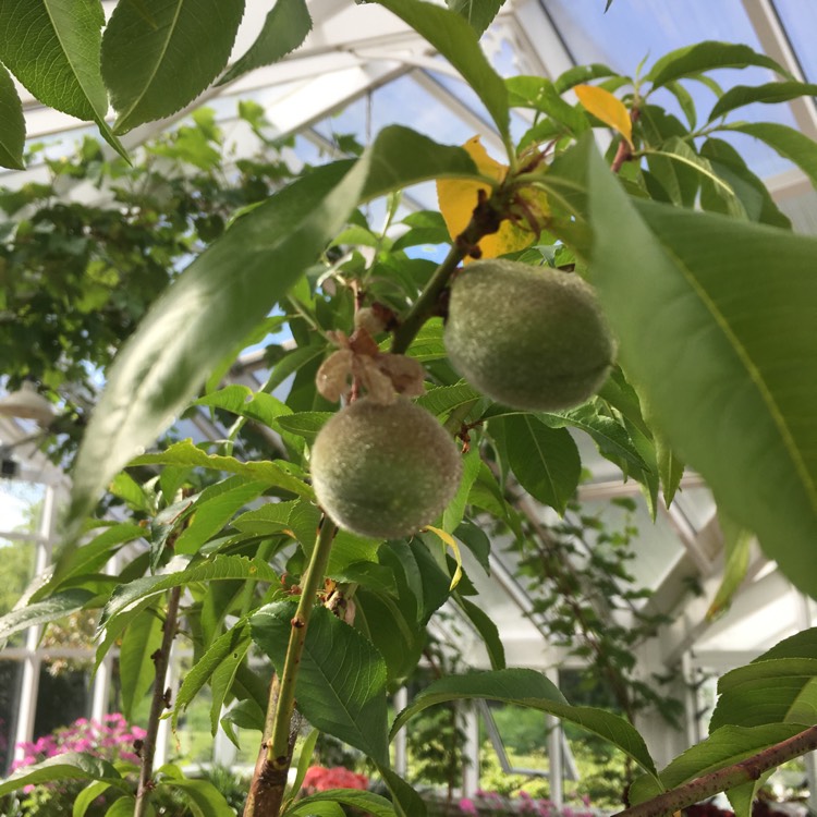 Plant image Prunus armeniaca
