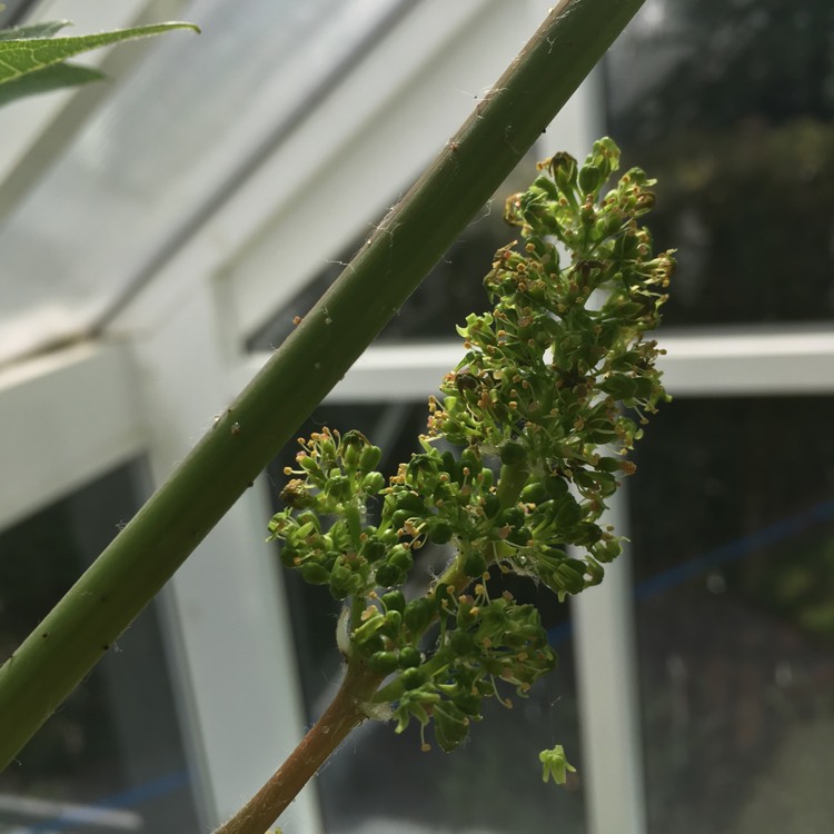 plant image 423495