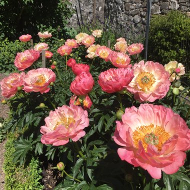 Paeonia