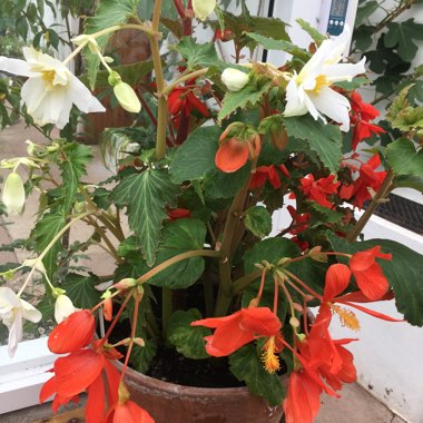 Begonia (Tuberous)