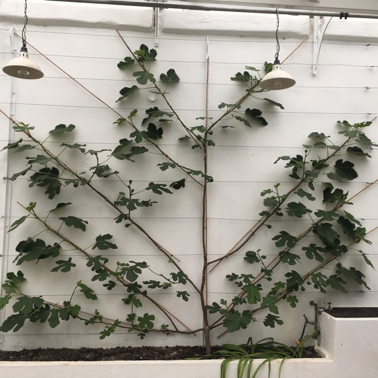 Plant image Ficus carica 'Brown Turkey'