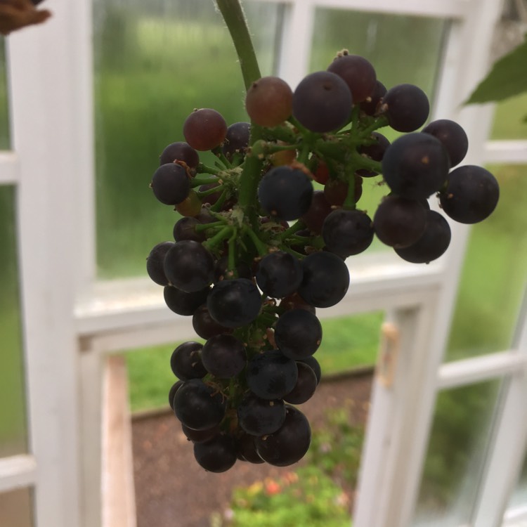 plant image 500421