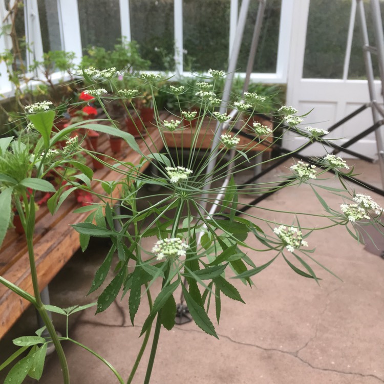 Plant image Ammi visnaga