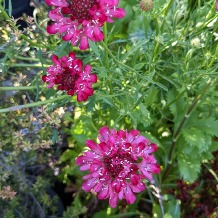 plant image 1605935