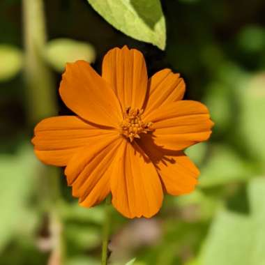 Cosmos Sulphureus 'Bright Lights' (Mixed)