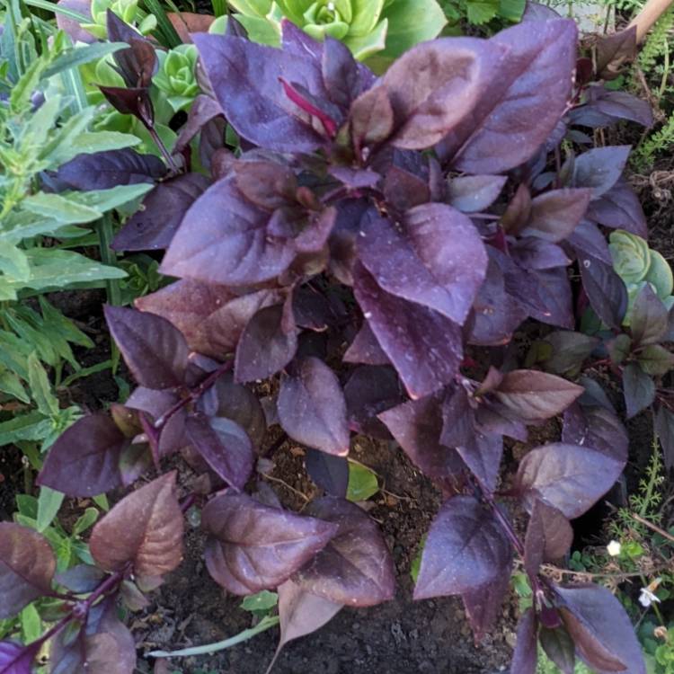 Plant image Alternanthera