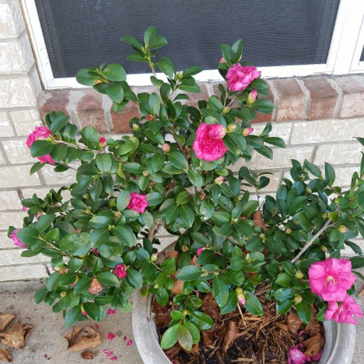 Plant image Camellia japonica 'Christmas Beauty'