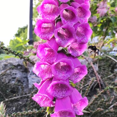 Digitalis